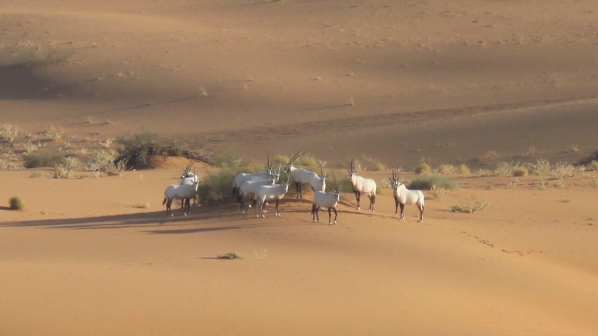 إليك أبرز المعلومات حول محمية نفود العريق