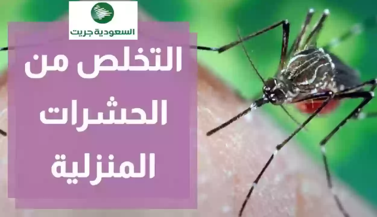 افضل 3 طرق فعالة للتخلص من حشرات الصيف