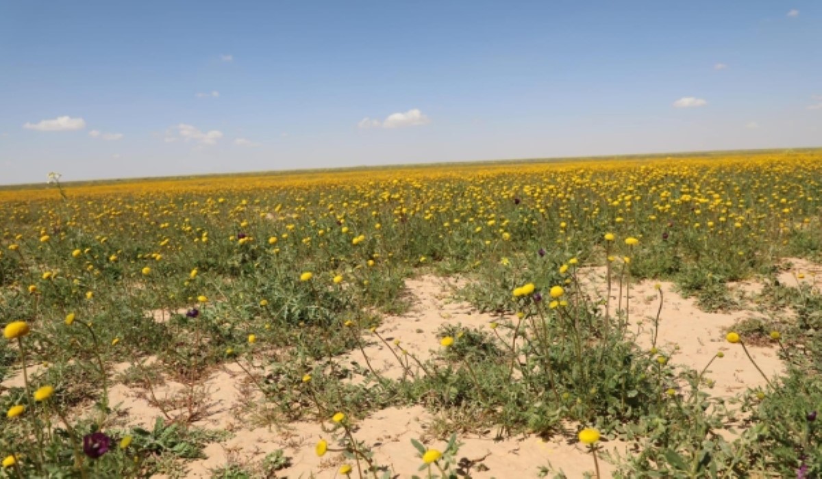 محمية الملك سلمان بن عبدالعزيز الملكية 