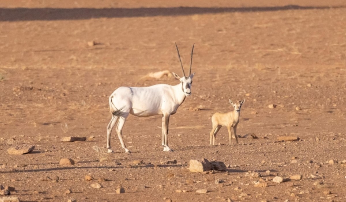 محمية الملك سلمان بن عبدالعزيز الملكية 