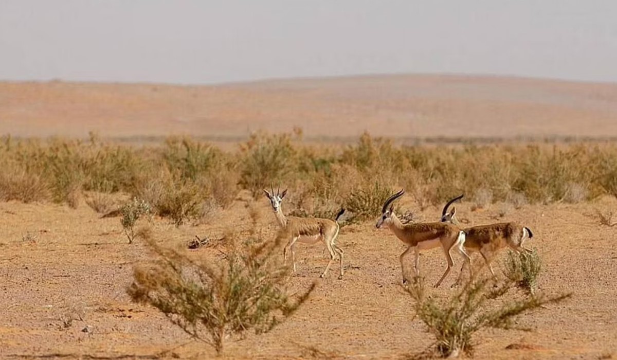 محمية الإمام تركي بن عبدالله الملكية